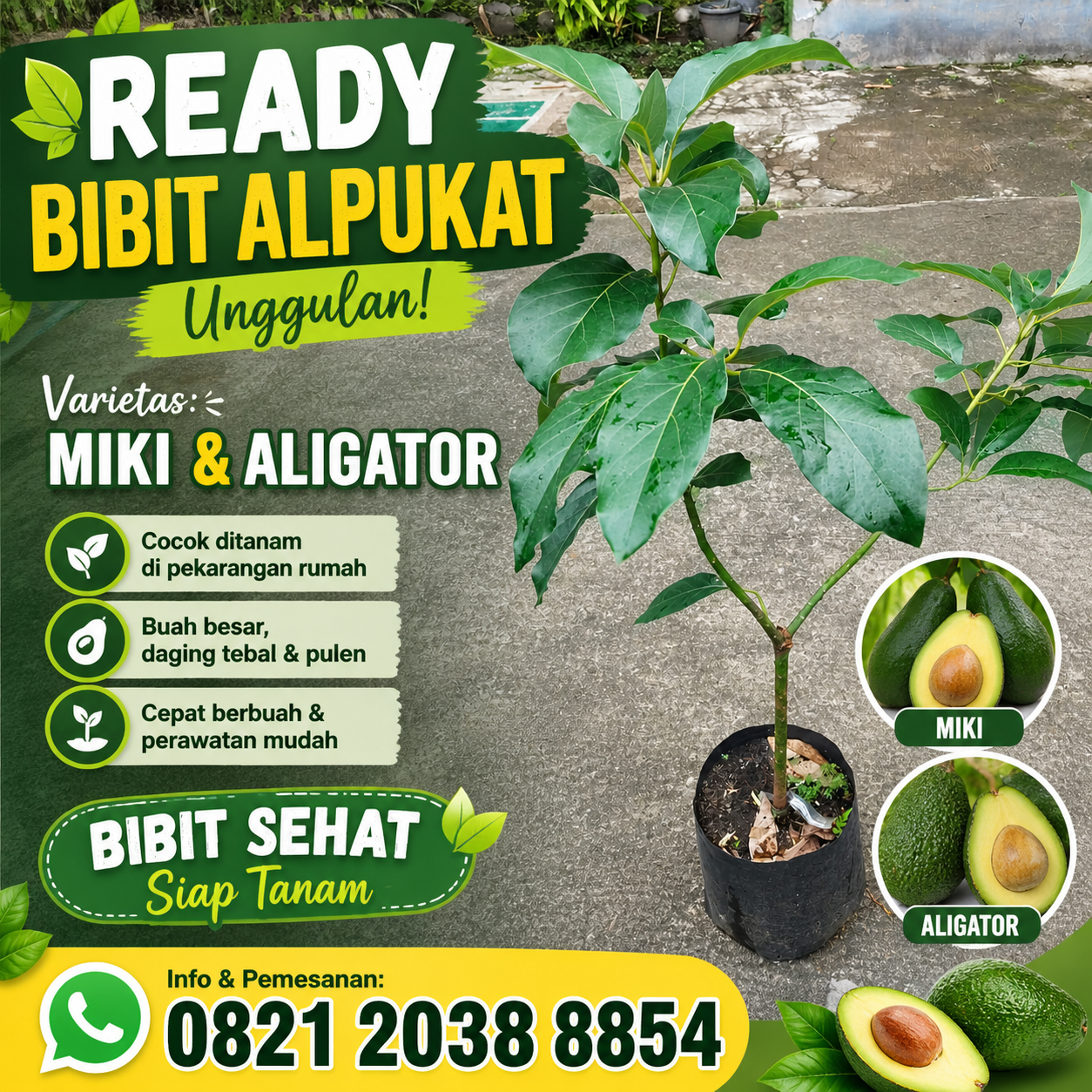 Jual Bibit Alpukat Miki dan Aligator Berkualitas, Cepat Berbuah & Siap Tanam di Nayya Farm Cileungsi Bogor