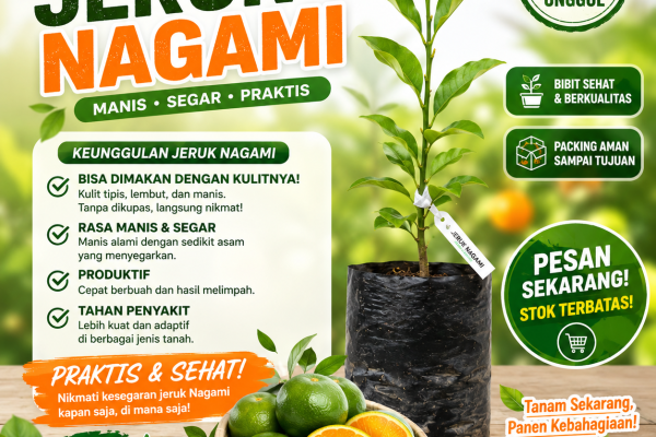 Bibit Jeruk Nagami Unggul, Jeruk Unik yang Bisa Dimakan Bersama Kulitnya