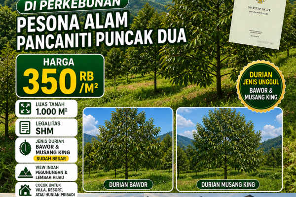 Jual Kebun Durian Sudah SHM di Perkebunan Pesona Alam Pancaniti Puncak Dua