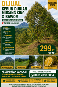 Jual Kebun Durian Musang King & Bawor di Puncak Dua Bogor, View Gunung Batu yang Menakjubkan